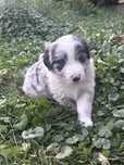 Border Collie pies
