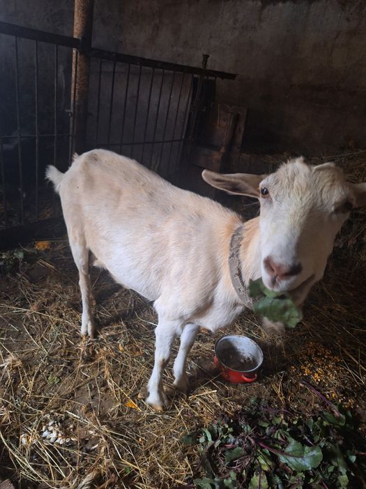 Продаються гарні кізоньки: молочна шутка, молода і козенята