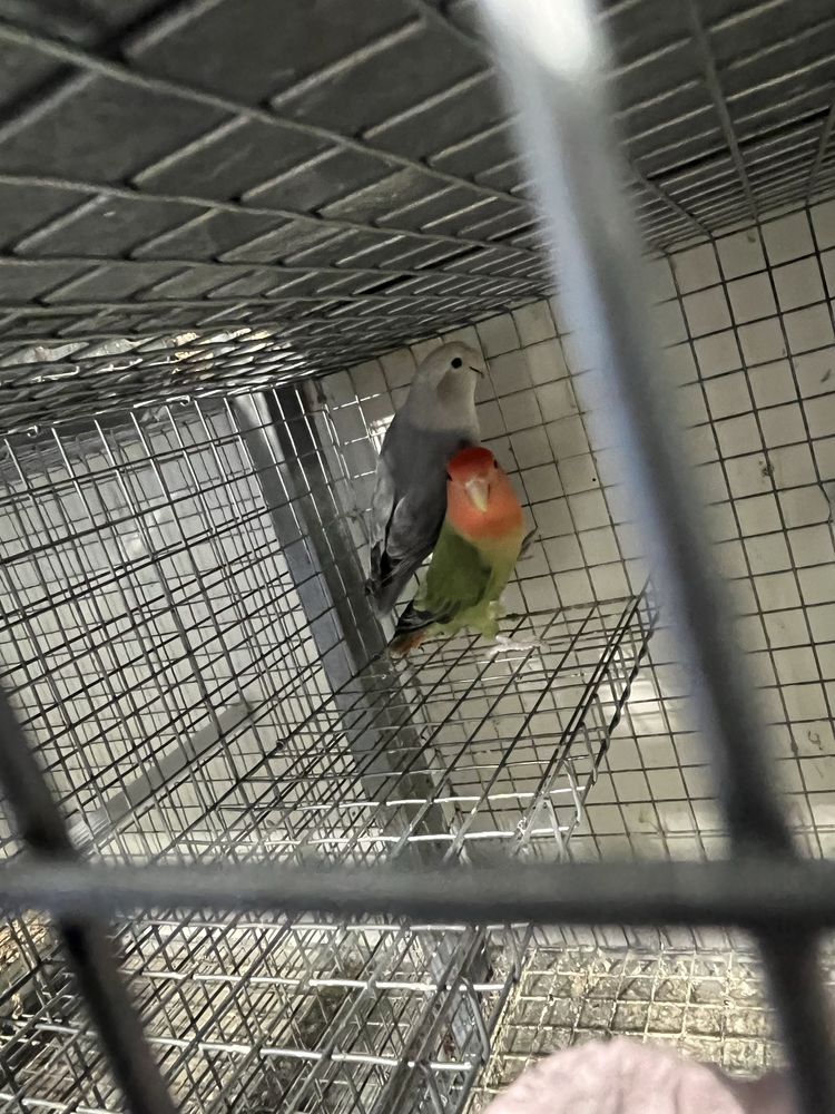 Casais de agapornis rossicolis reprodutores