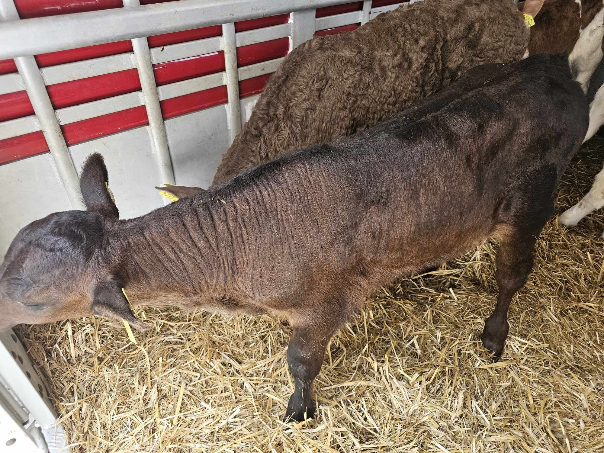 Byczki zarlaki mięsne 2 sztuki 90 kg charolaise i limuze