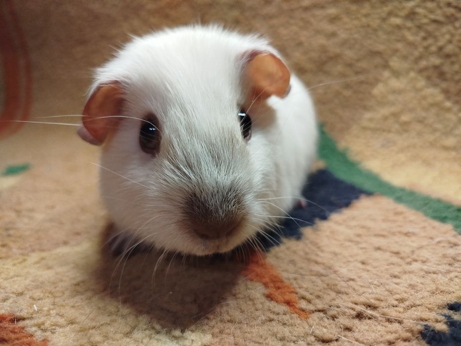 Морская свинка. Калифорния. Окрас белый с шоколадными поинтами.