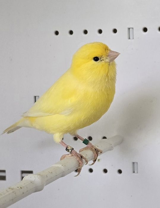 Kanarki żółte samce