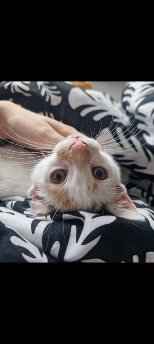 Wyjątkowa Mirabelka do adopcji