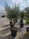 Drzewko oliwne (Olea europaea), Oliwka