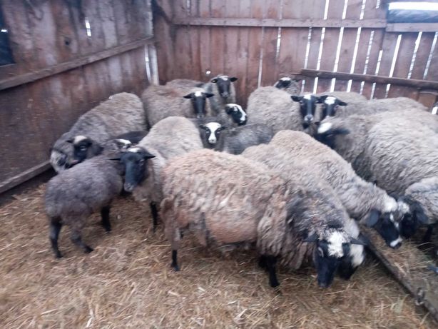 Продам кітні романівські вівці