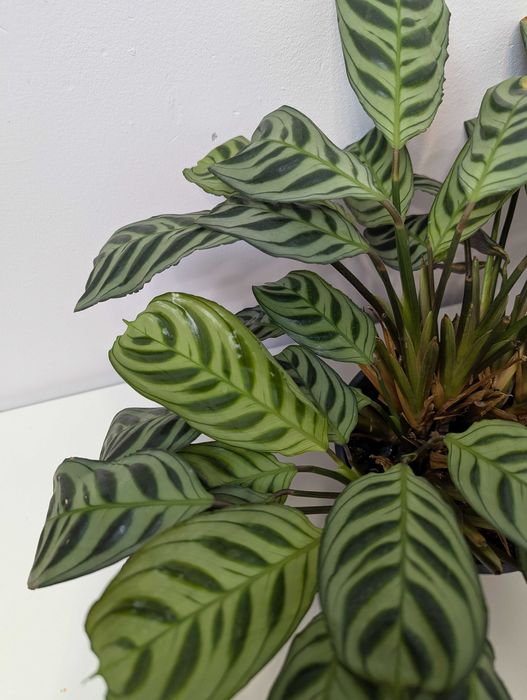 Ctenanthe burle-marxii 'Fishbone'