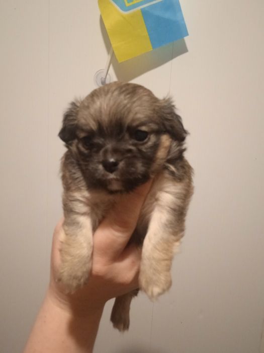 Щенок чихуахуа режечорная