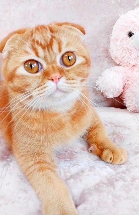 Ооочень ласковый котёночек Милашка шиншиллка