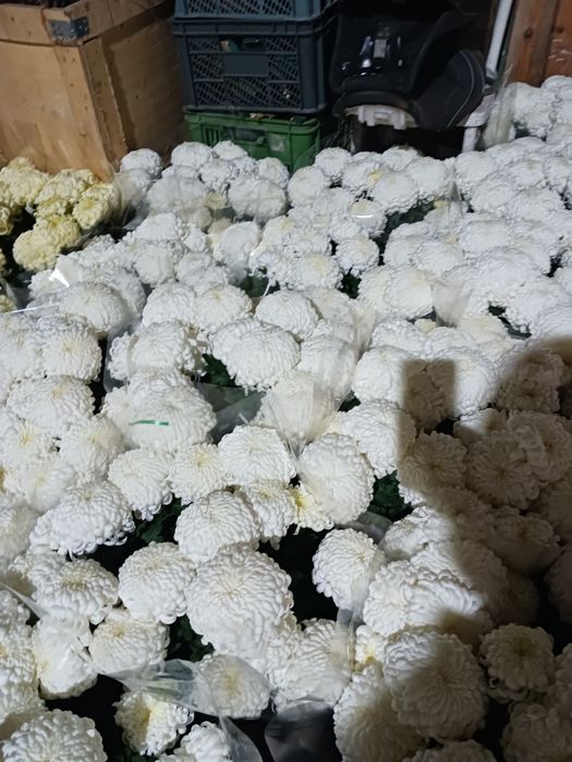 Chryzantemy Comodo Białe