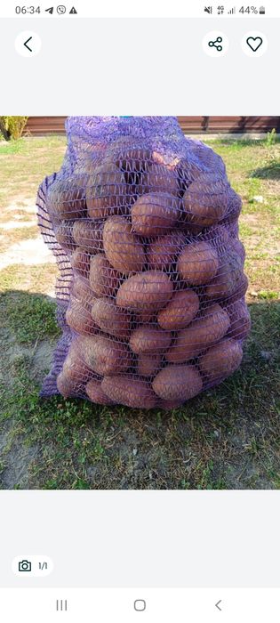 Продам велику картоплю