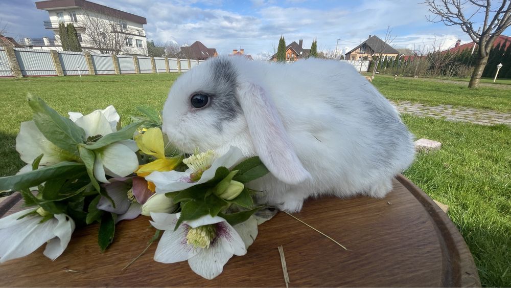 Кролик міні, декоративний , висловухий кролик , символ року  .