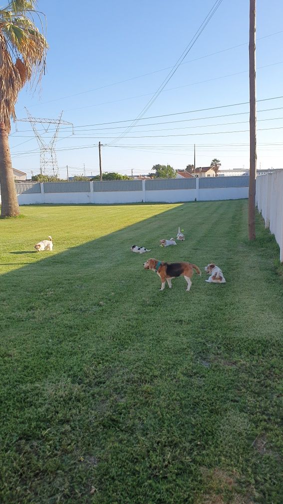 Hotel canino cães