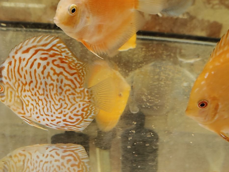 MISIEKZOO Dyskowce Paletki - 12-13 cm różne kolory tylko 170 zł