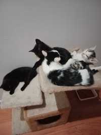 2 kotki i 2 kocurki szukają domu, 3 miesięczne