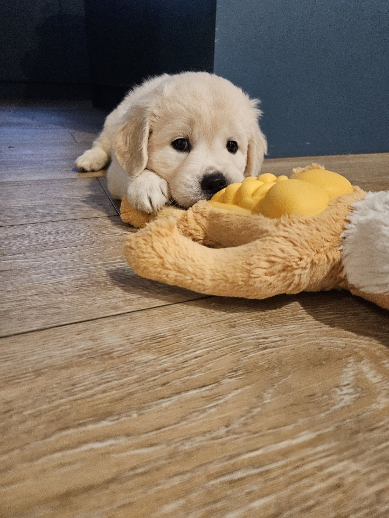Golden retriever
