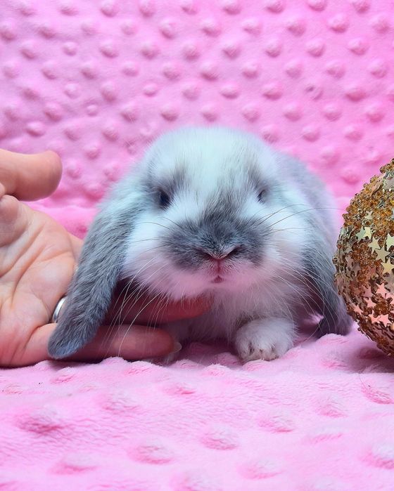 Карликовые мини кролики торчеухие и вислоухие баранчики,клетки,корма