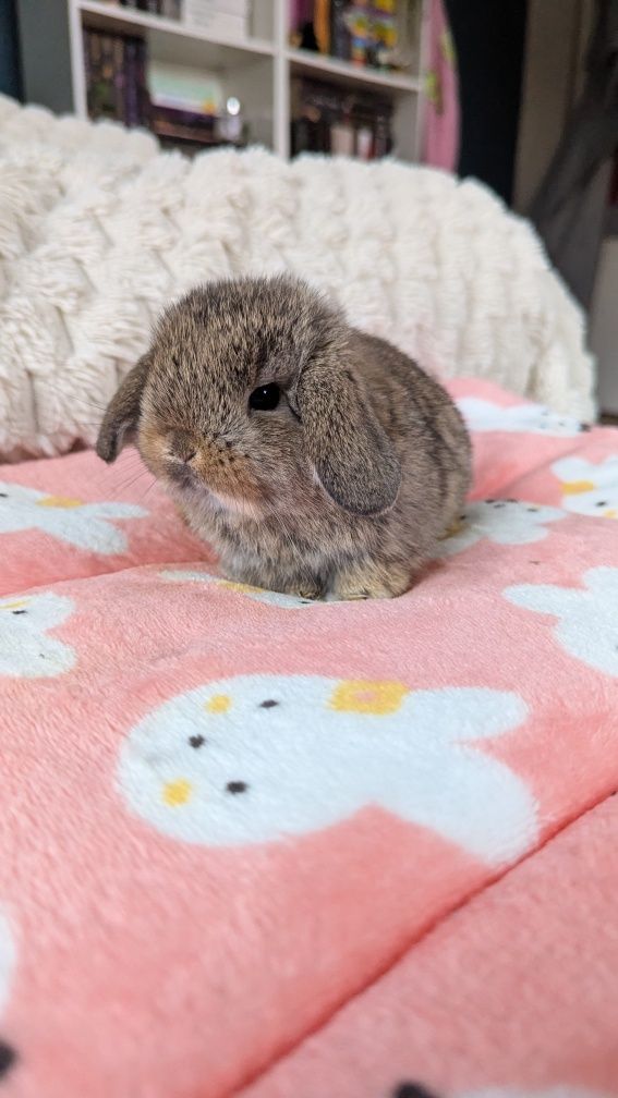 Króliki miniaturki rasy MINI LOP małe karzełki baranki