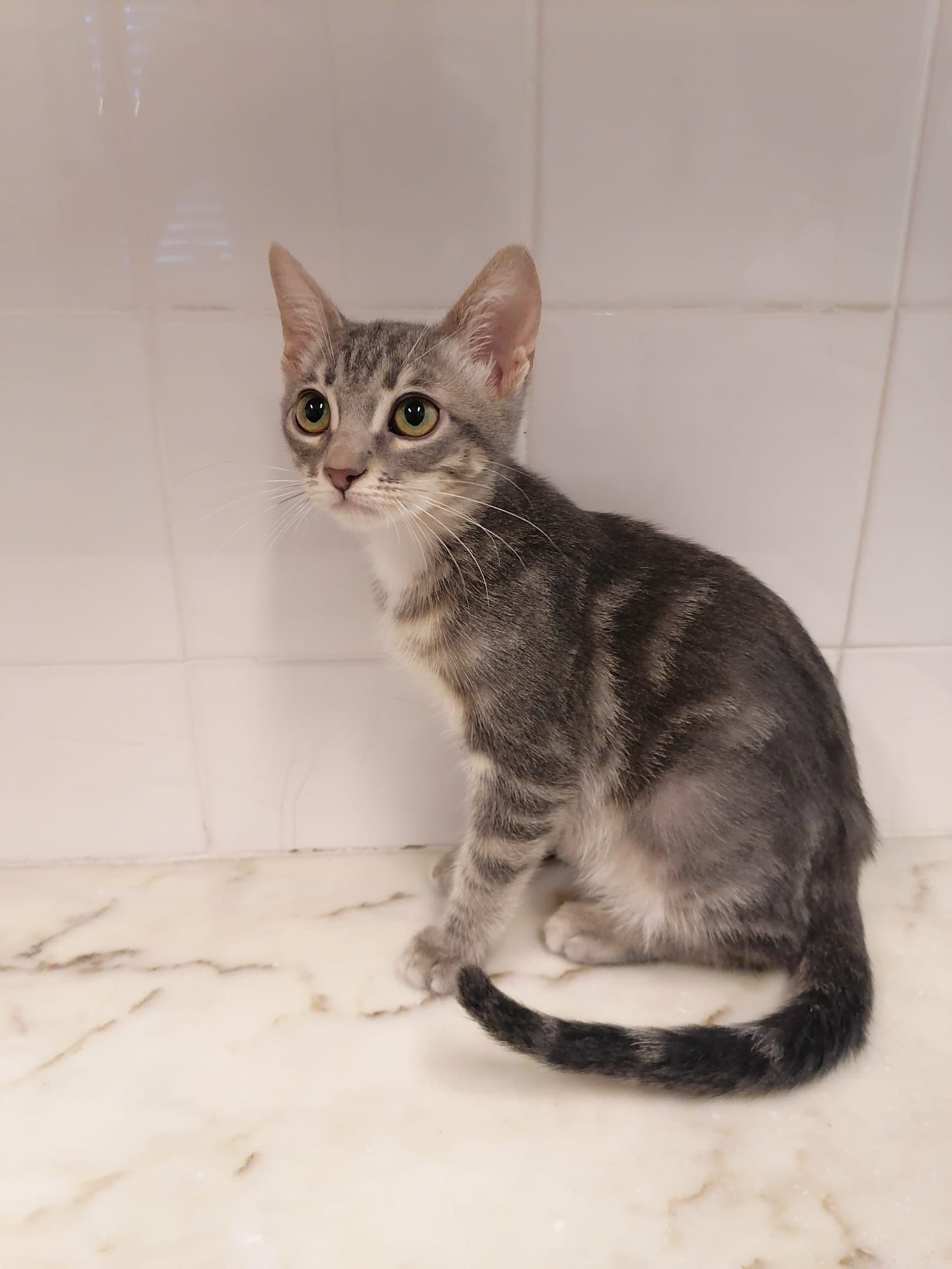 Gatinhos bebés estetilizados gratuitamente para adoção