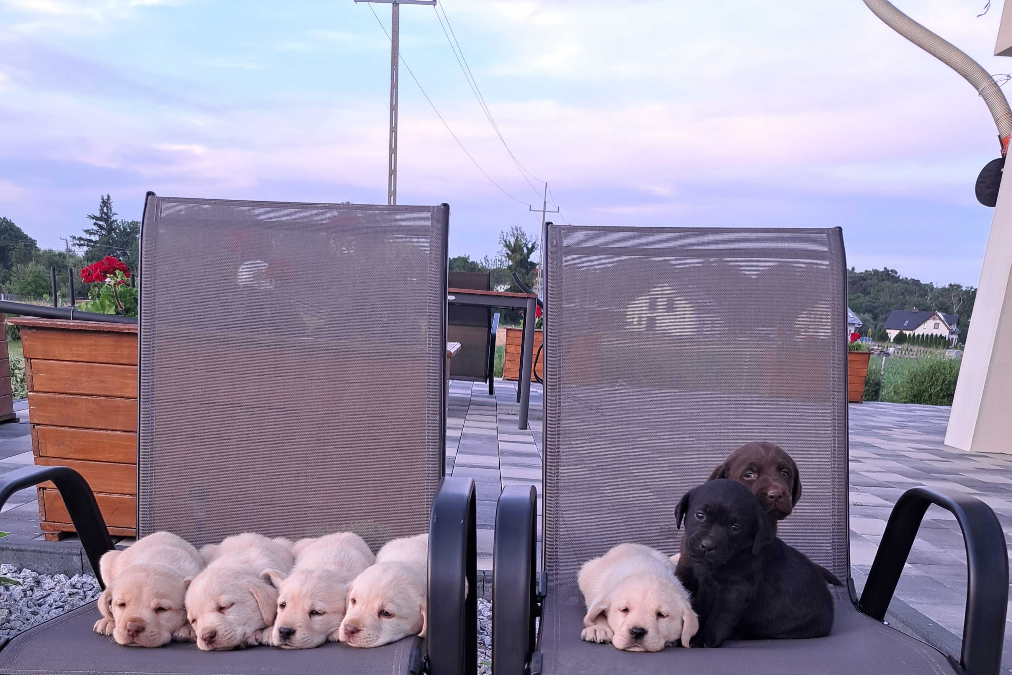 Lablador Retriever