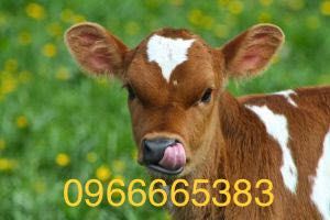 Продається корова, добра, дійна.