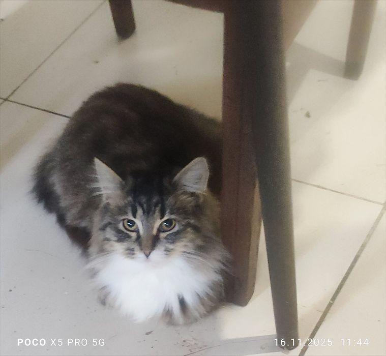 Пухнасті друзі шукають родину