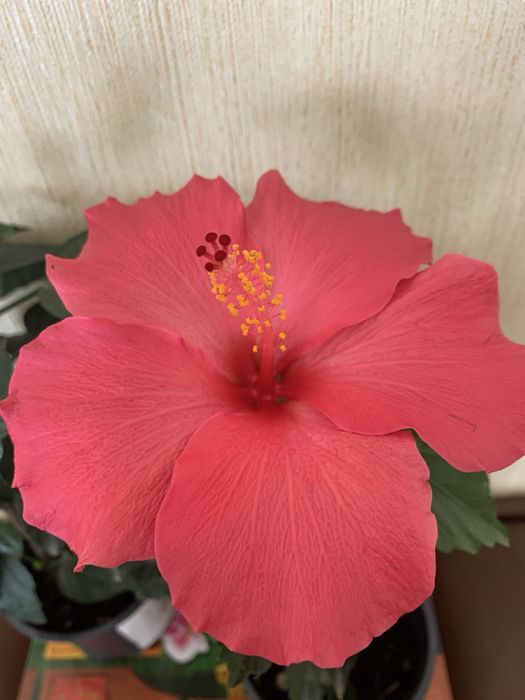 Продам гибискусы