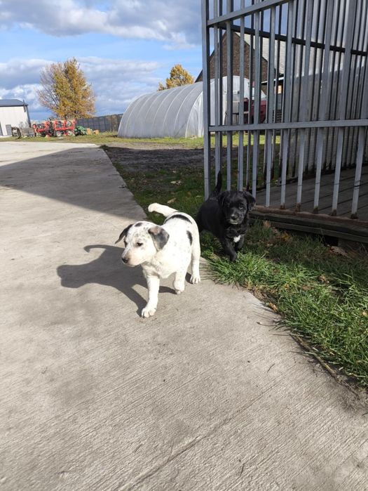 Oddam za darmo pieski