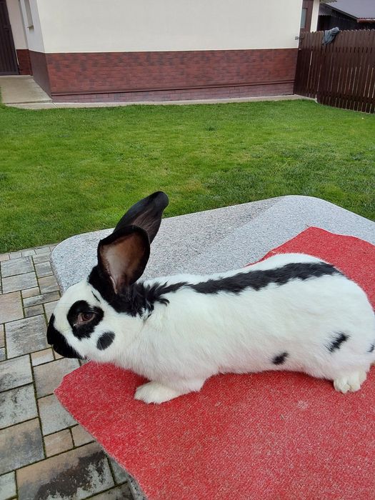 Królik rasy srokacz niemiecki