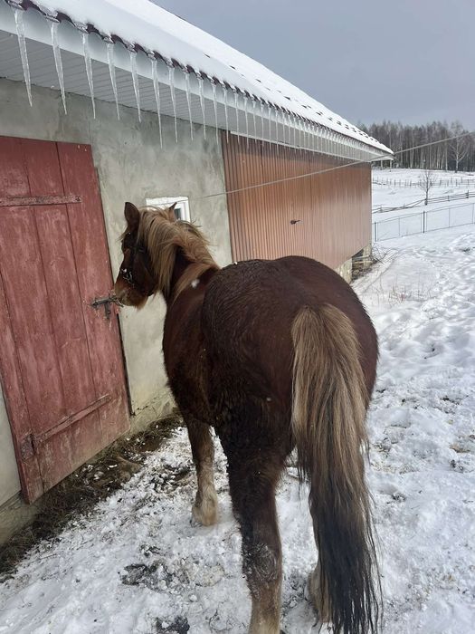 Продам файного коника