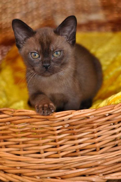 Питомник Бурманских кошек