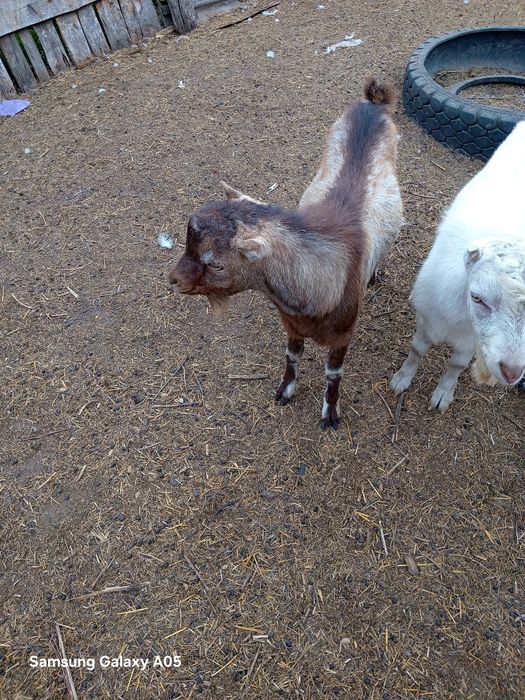 Продам Козлика  Ламанча