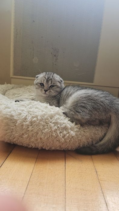 Шотландське кошеня