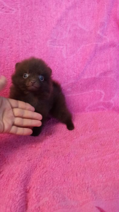 Шоколадний хлопчик померанський щпиц. Вік 2,5 місяців. Міні. Вакцинаці