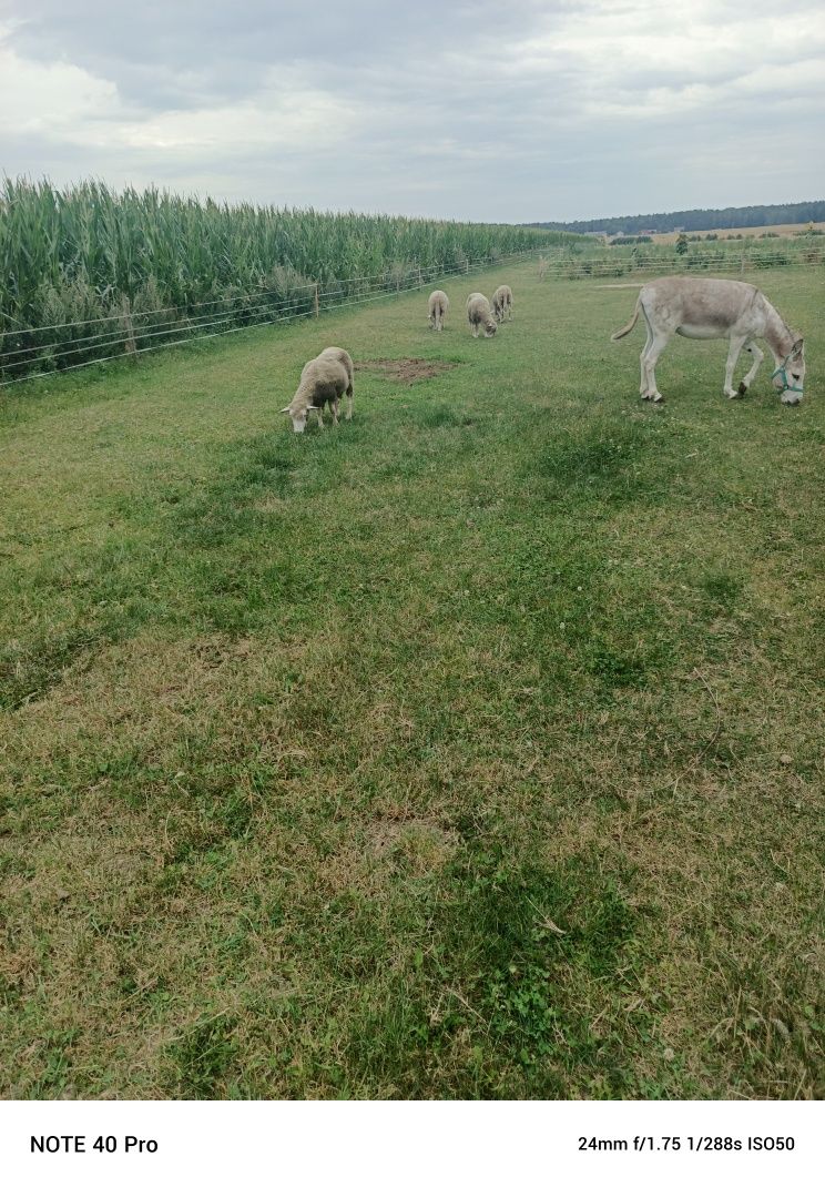Sprzedam stadko owiec i barana