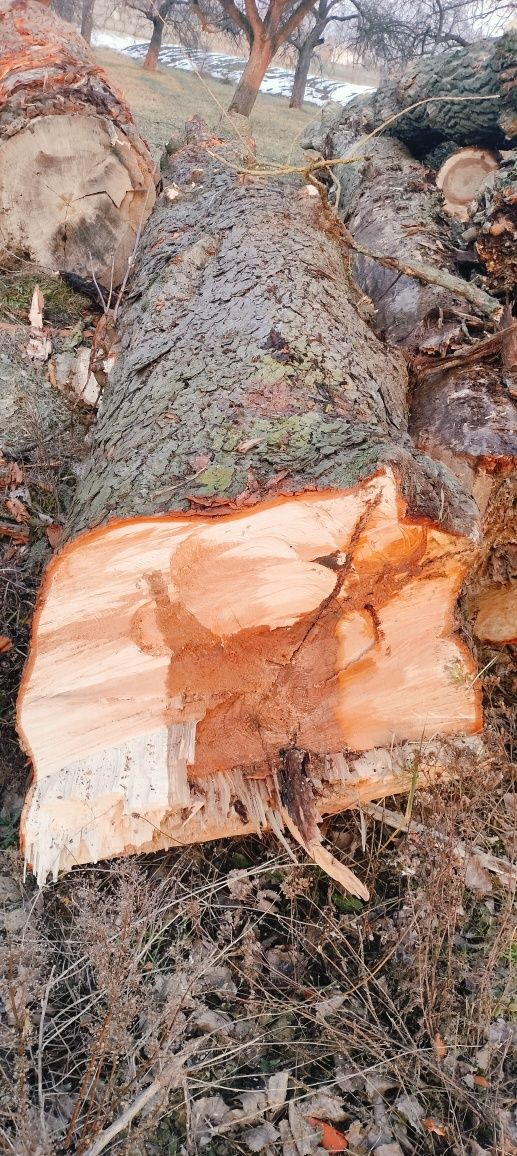 Kasztan drzewo na stoły