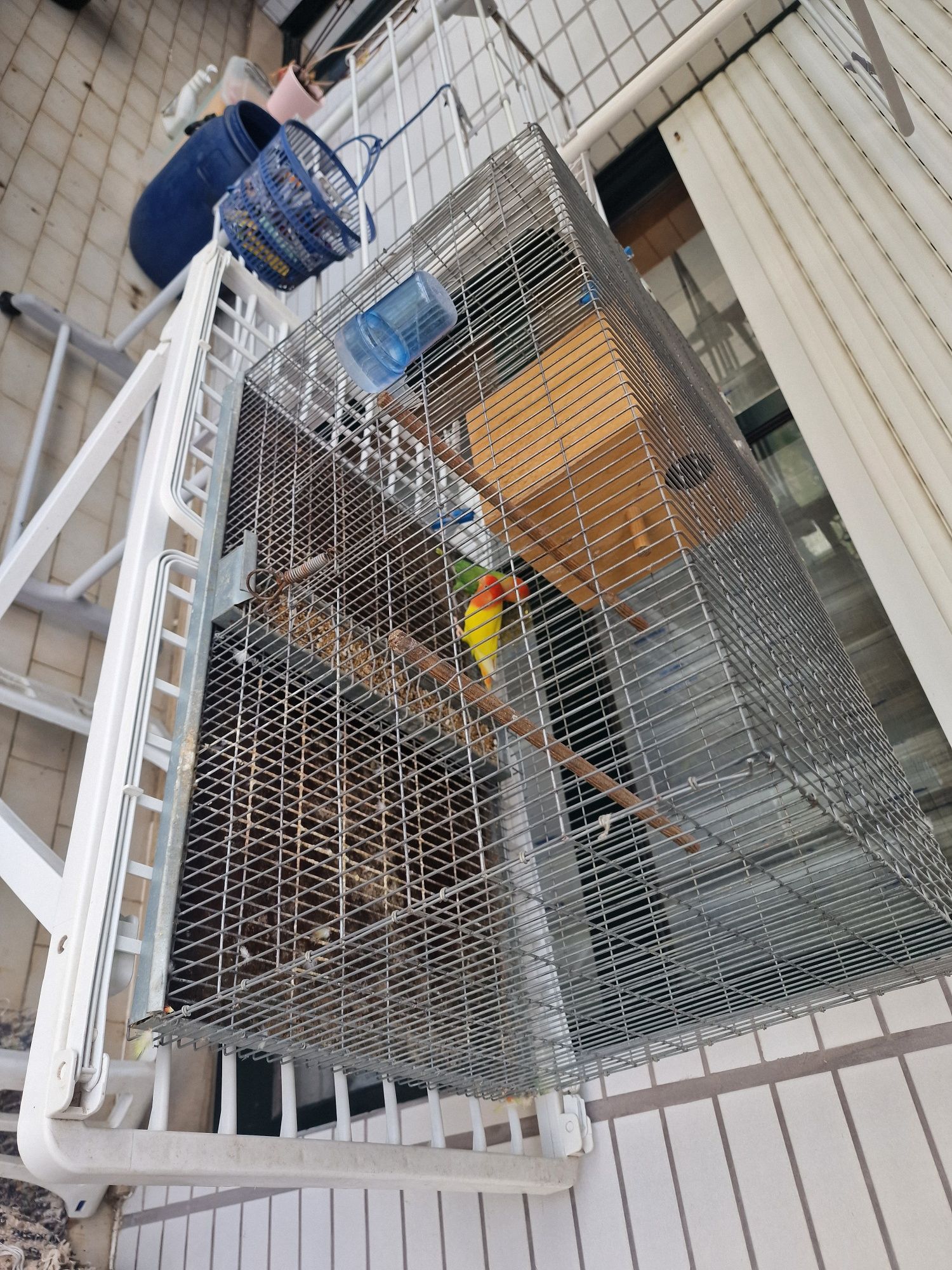 Casal de agapornis com gaiola!
