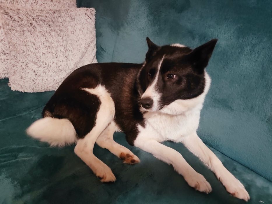 Przyjazna 2 letnia Lucky, adopcja za darmo oddam