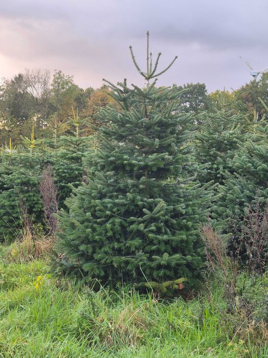 Jodła Kaukaska Cięta 175-250 cm/ 200-300cm/ w donicy - TuChoinki.pl