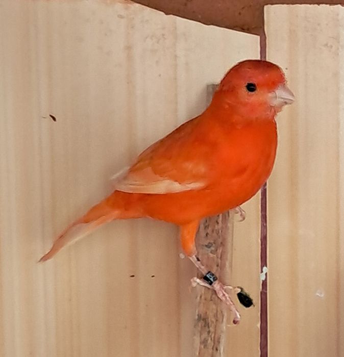 Canários vermelhos disponiveis