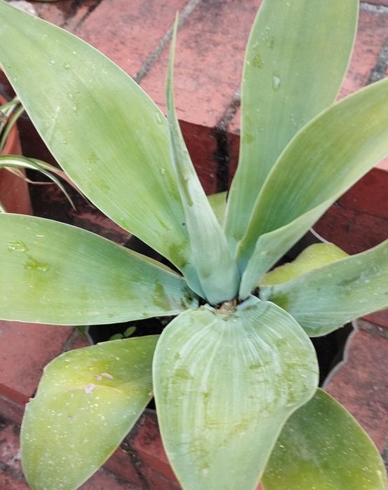 Agaves de vários tamanhos