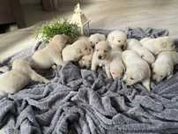 Lablador retriever