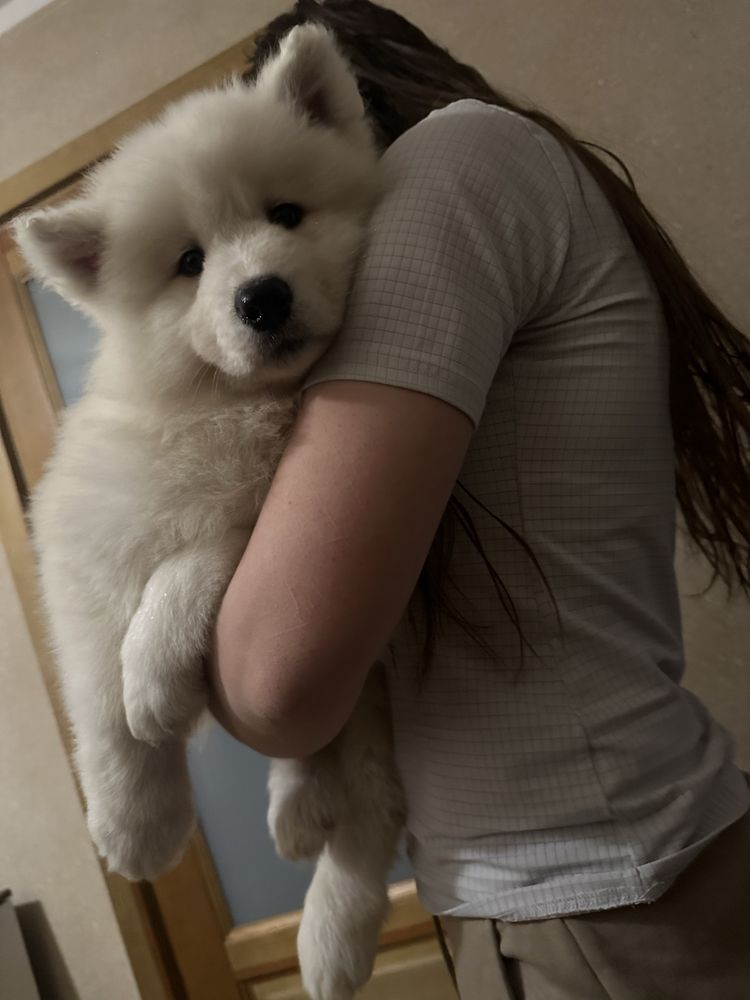 Szczeniak Samojed Samoyed rodzice FCI, GOTOWE DO ODBIORU