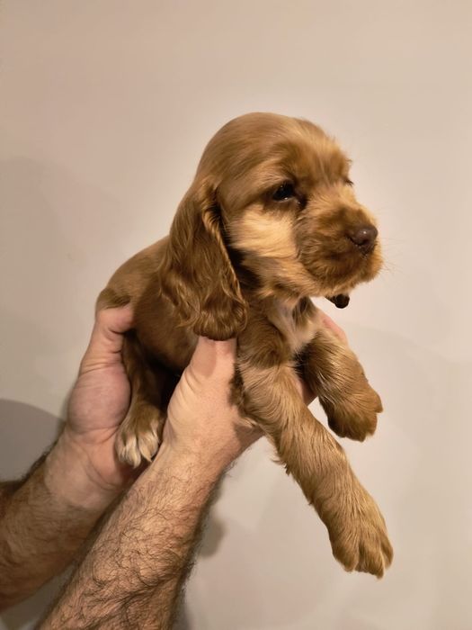 Cocker spaniel angielski jedyna taka suczka