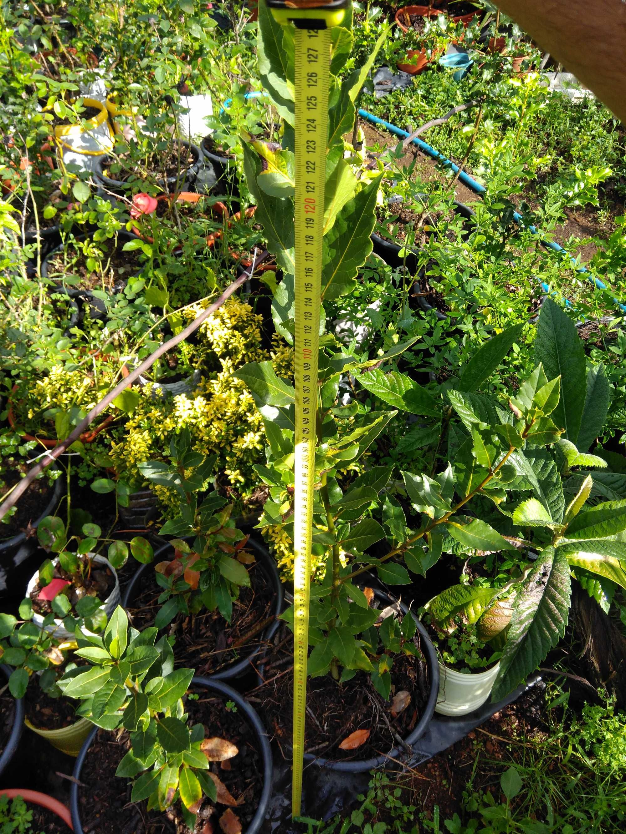 Plantas aromáticas Loureiro