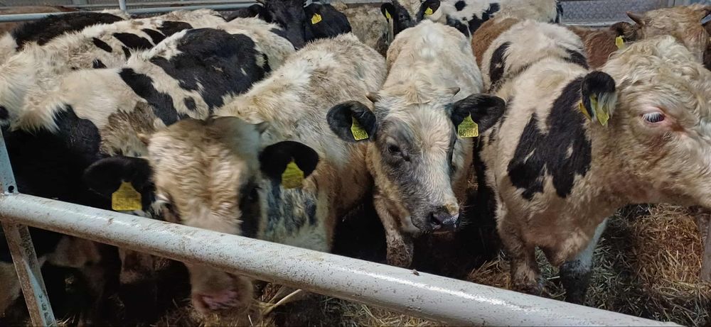 Sprzedam byki odsadki BBB SM LM MM