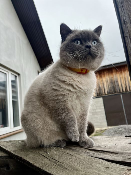 Кіт запрошує на побачення Скотіш Страйт шотландський