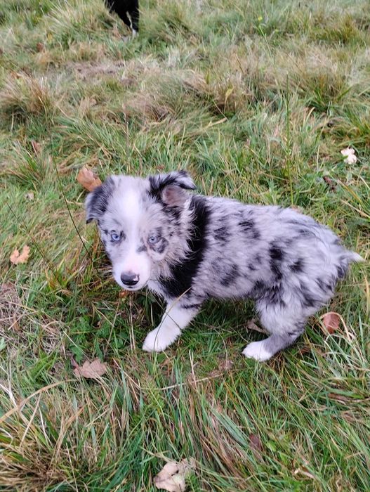 Border collie - szczeniak