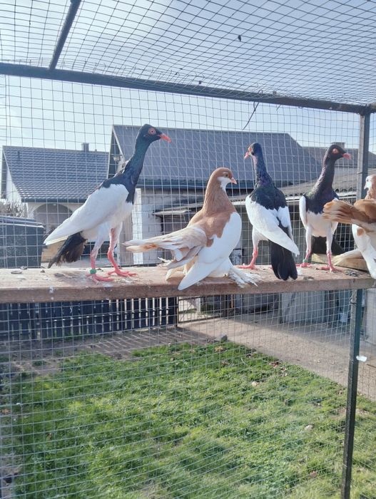 Sprzedam sroki czarne i żółte 2025