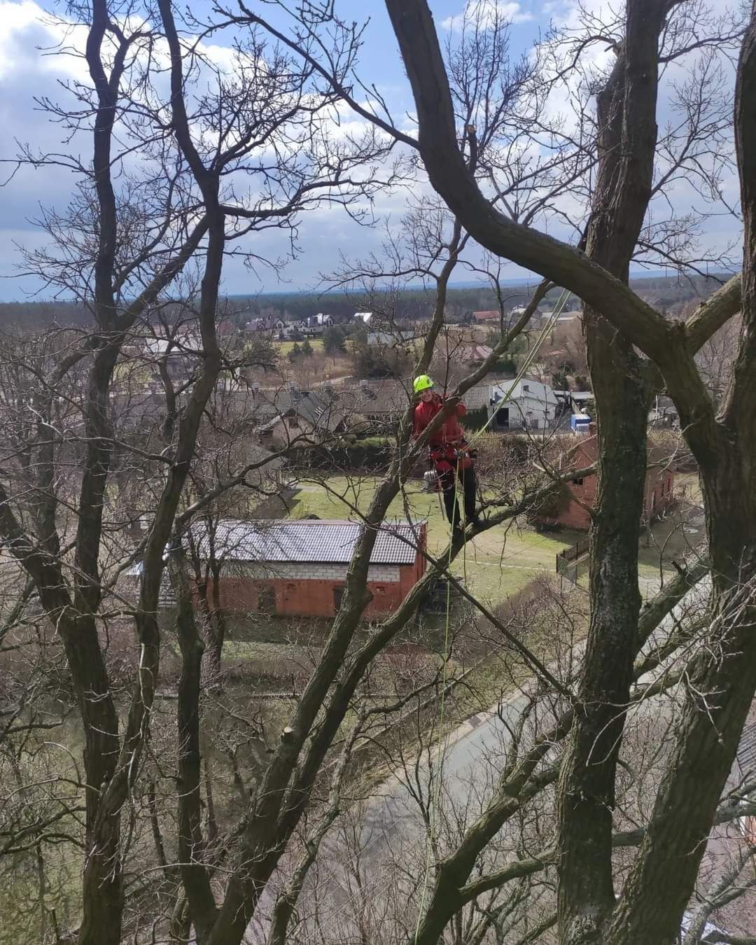 Wycinka i pielęgnacja drzew