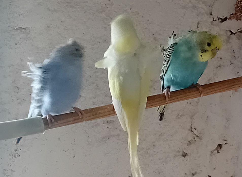 Periquitos hagoromos